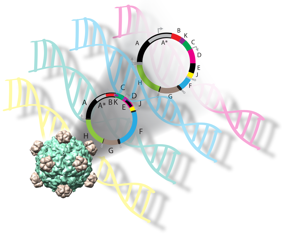 PhiX174 Genome Refactoring